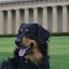 April 13, 2015  - Zeus at the Parthenon in Nashville